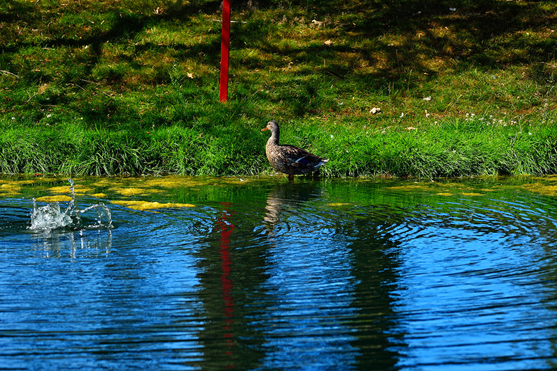 Mallard on pond edge